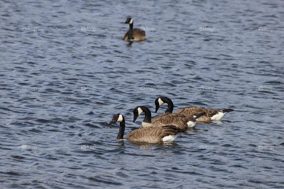 Geese swimming 