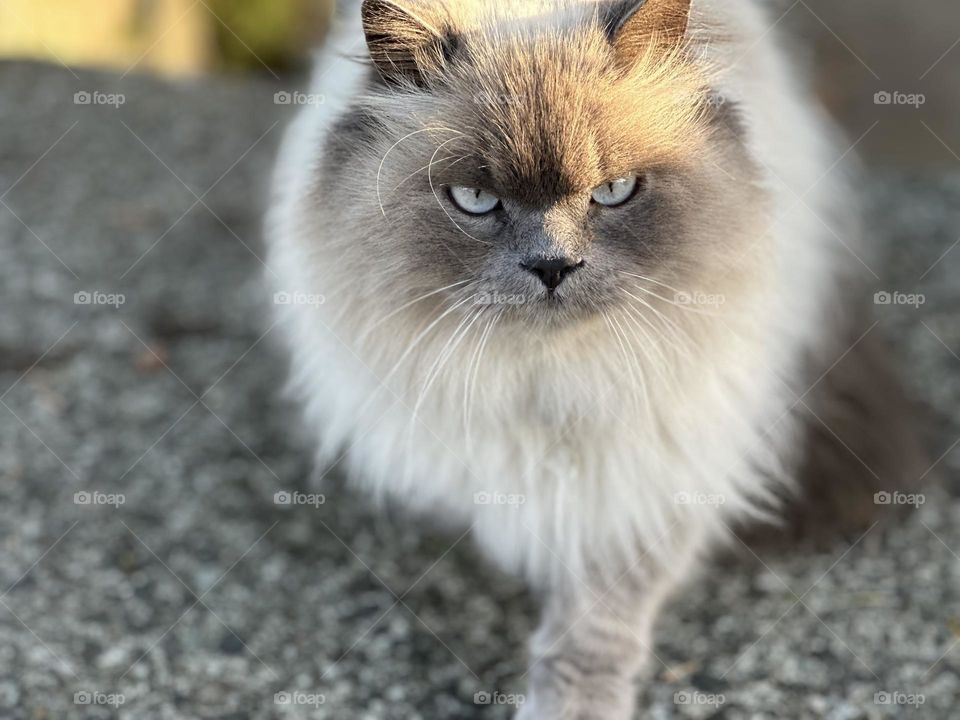 Angry cat