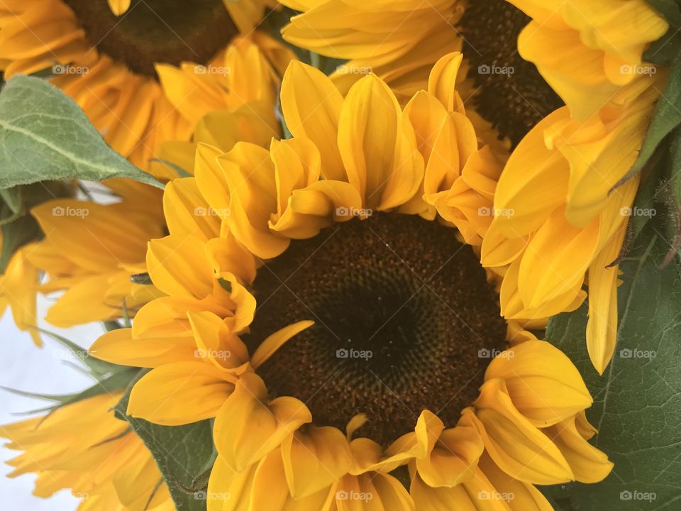 Pretty yellow sunflowers