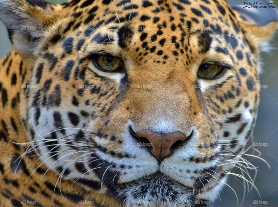 Jaguar