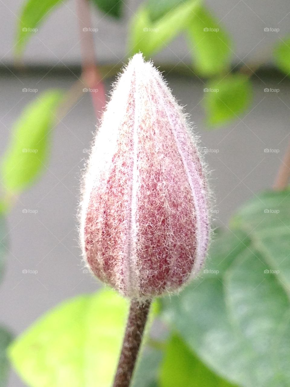 Clematis 