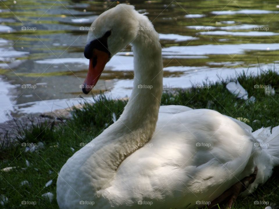 Swan on the grass