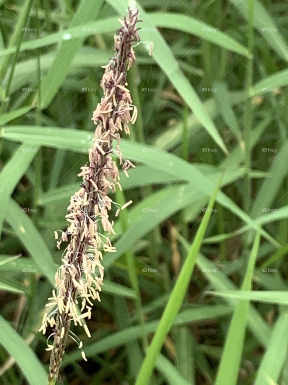 Plants around us, Countryside (Thailand)