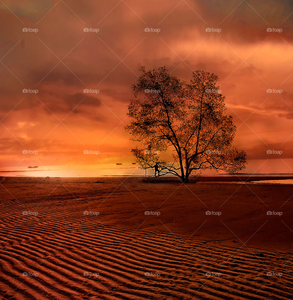 tree at tanjung beach