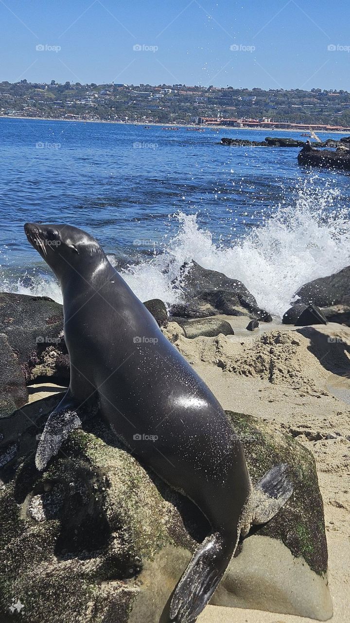 a seal on the beach