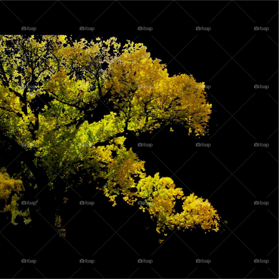 Vivid yellow foliage on a black background 