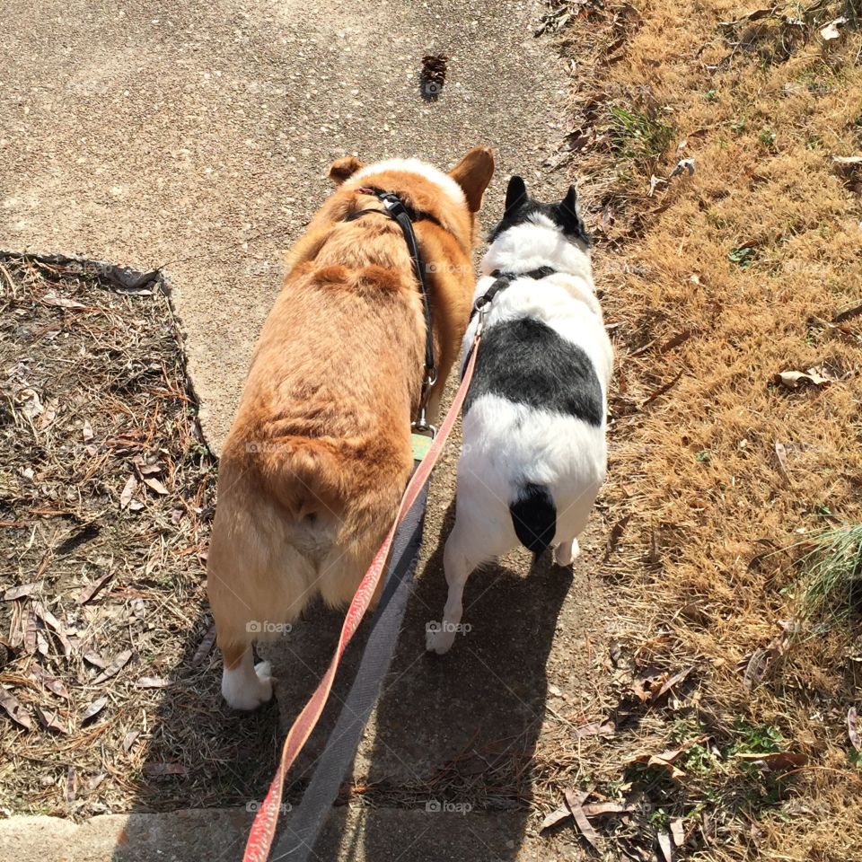 Walter the wonder corgi syncs up with Riley for sniffs