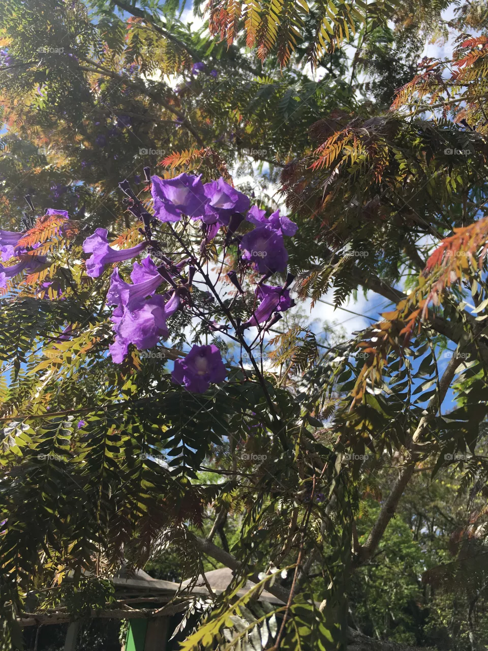 Flores 
