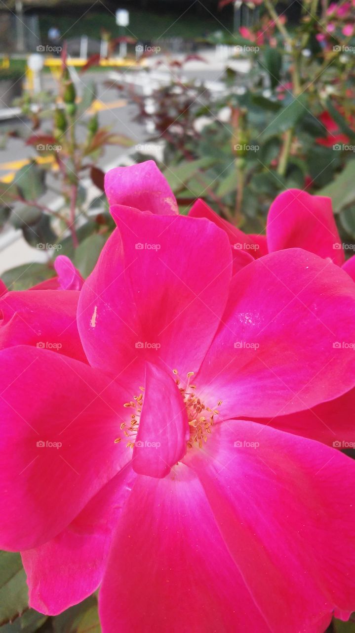 Flower, Nature, Garden, Flora, No Person