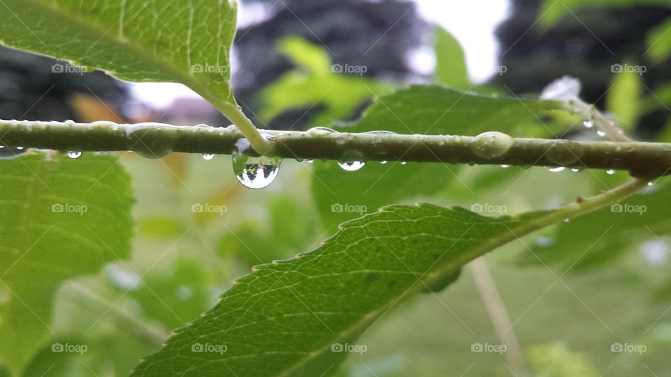 Rain drops on the leaf