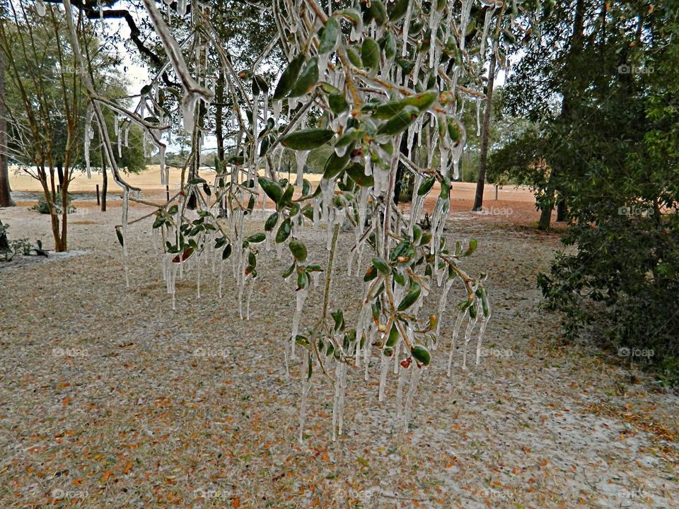 Frosty Marvels: Nature’s Icy Artistry - Surprise frost/ice - Notice a coating of ice crystals, formed by moisture in the air overnight, among other things. This ice usually forms as white ice crystals or frozen dew drops on the grounds surface