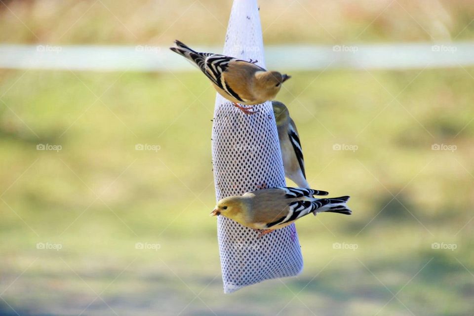 gold finch birds