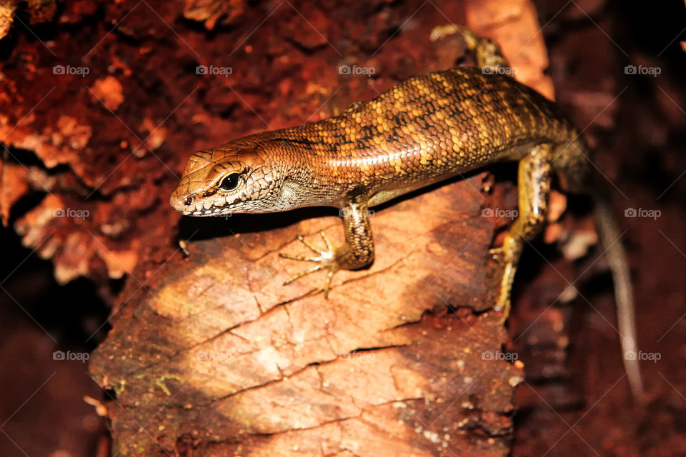 Lizard in a log