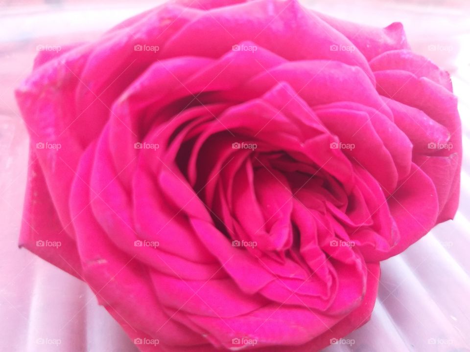 Best Red Rose image