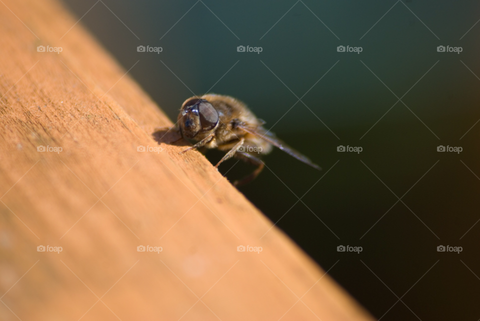 flying insect bee honey by Dario_Orlando_13