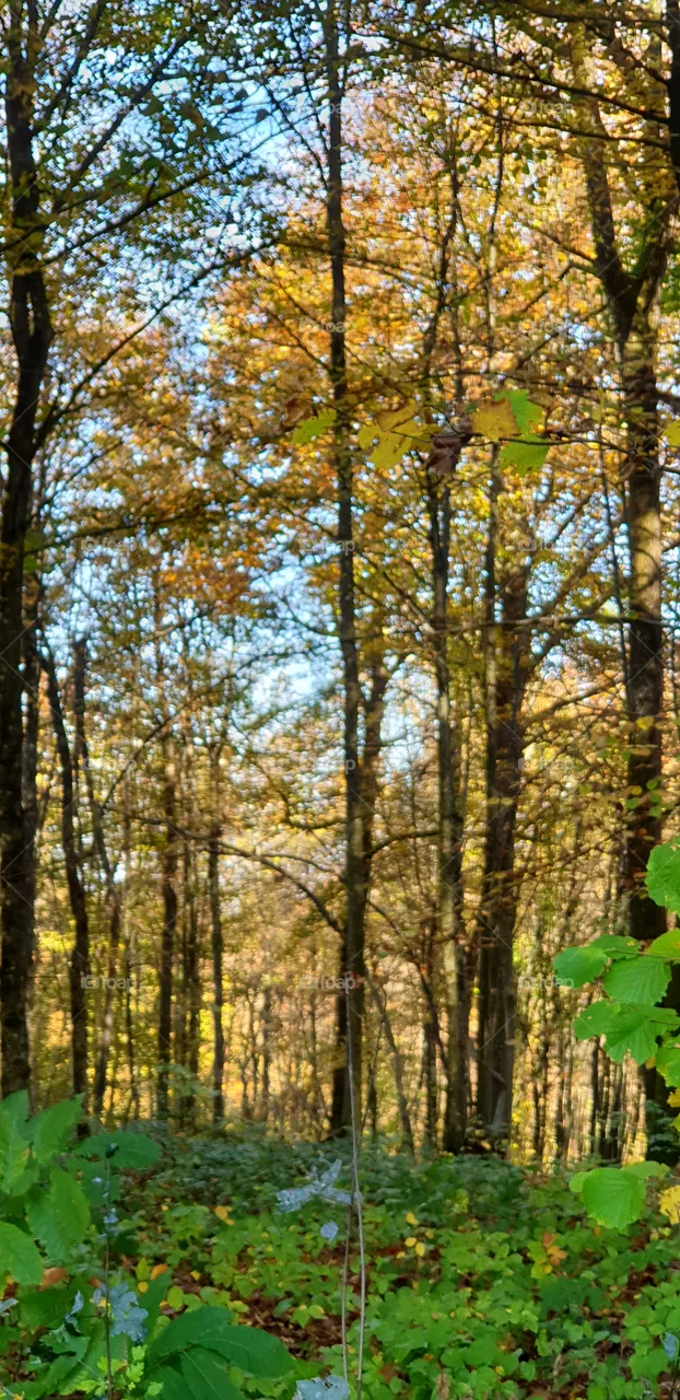 forest