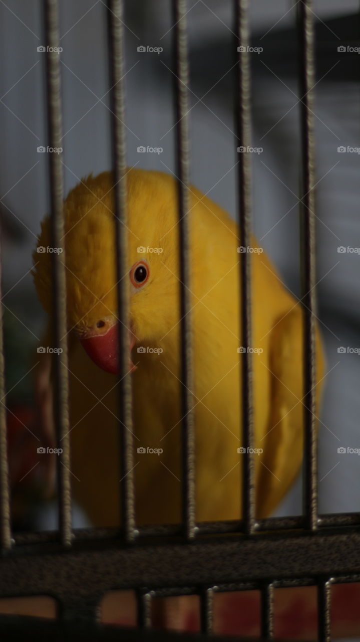 One of the most beautiful animals there is, but locked it the cadge.