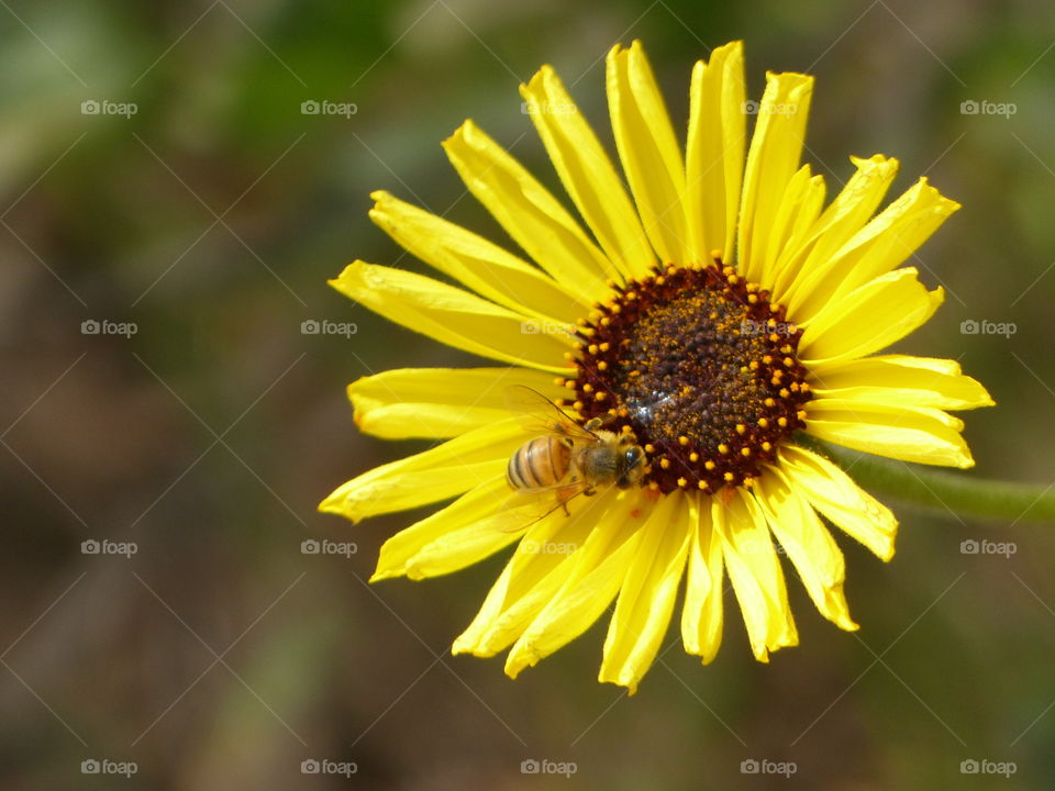 Bee on yellow flower