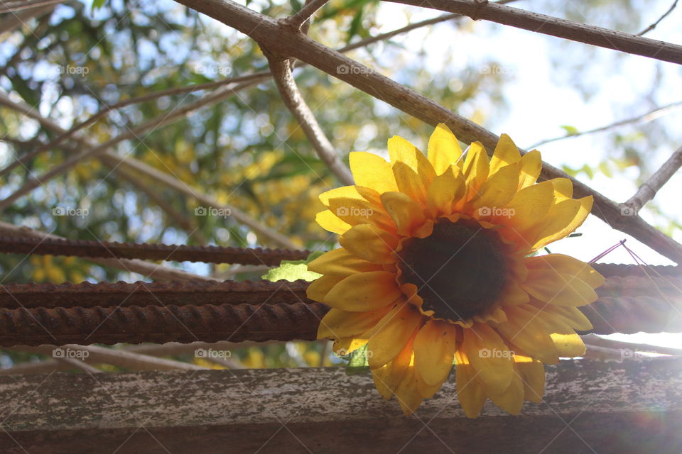 Sunflower in a garden