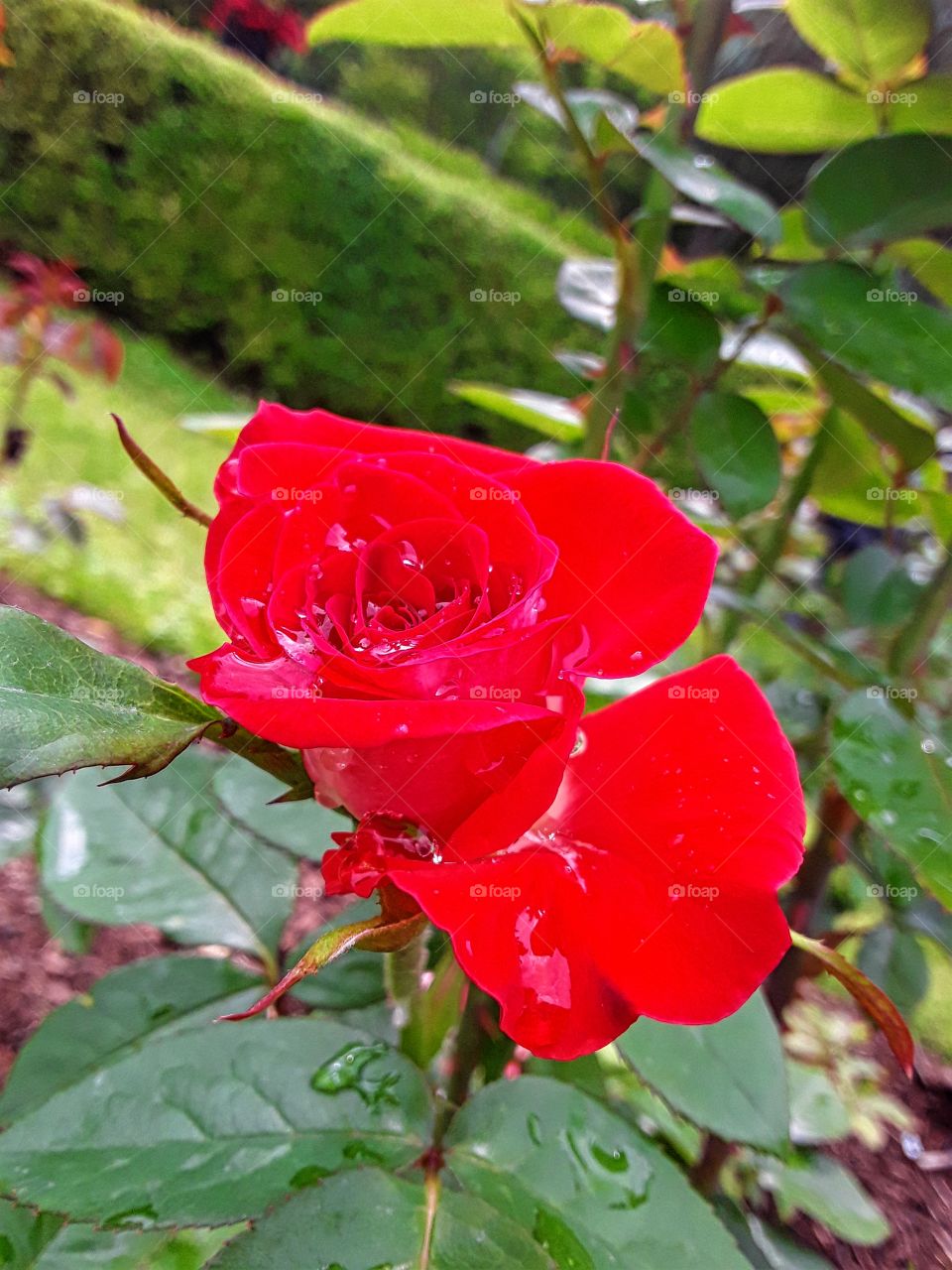 Water drops on rose
