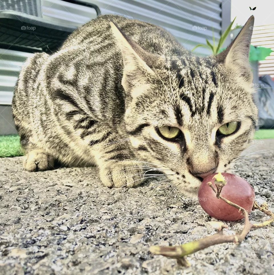 The cat grapes