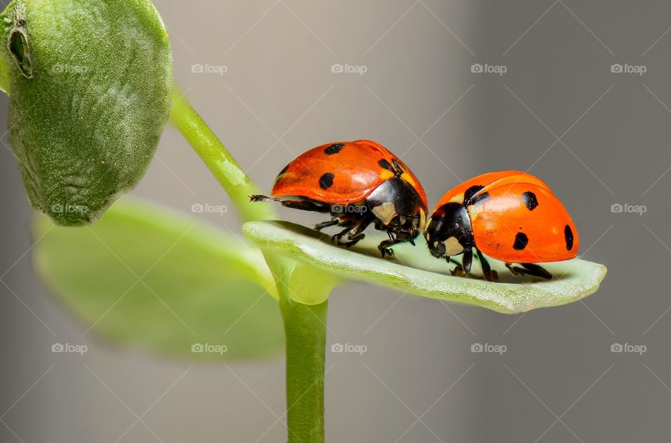 Ladybugs love