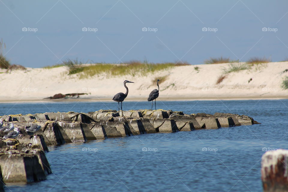 Anytime I take the Dauphin Island Ferry I am always able to snap shots of something beautiful. 