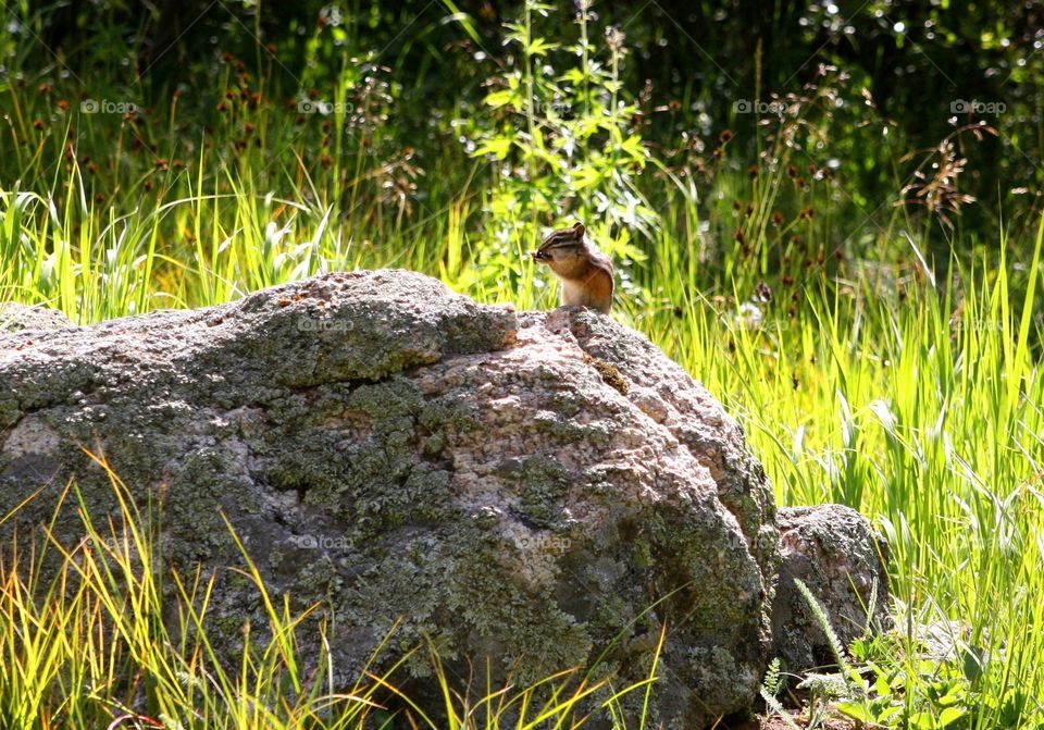 Squirrel on rock at grassy field