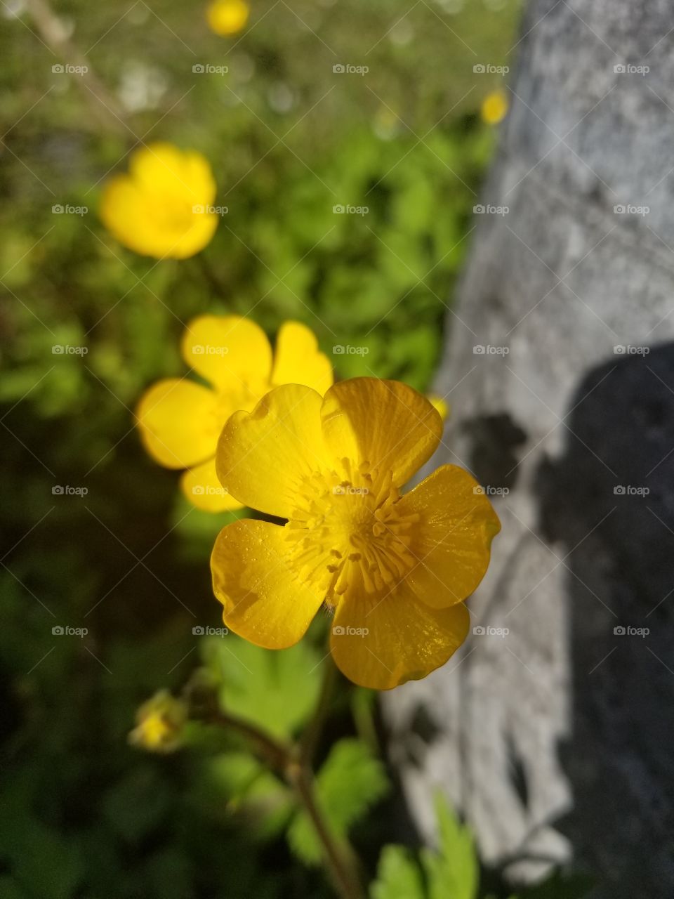 beautiful yellow flower in part sunlight and part shade.