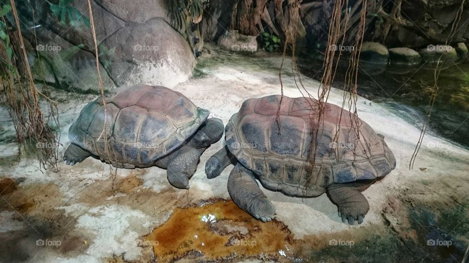 Turtles in Love 