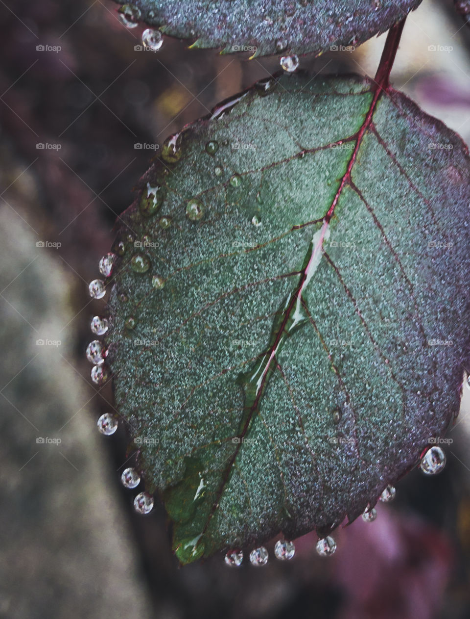 Raindrops on roses - water droplets on a purple and green rose bush leaf