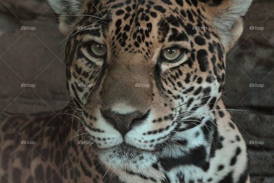 Nela is a spotted Jaguar who lives at the Seattle Zoo. 