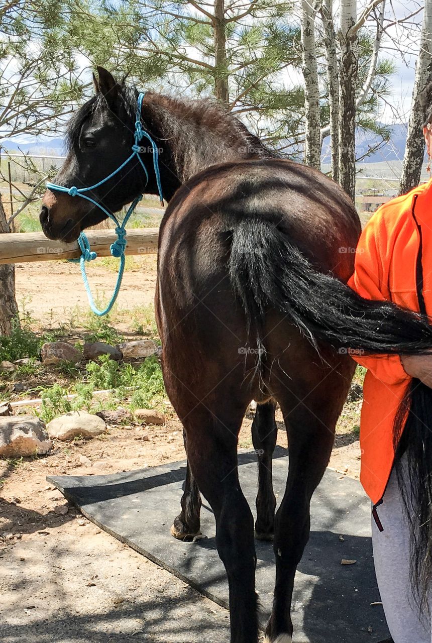 Horse being groomed outdoors tied to post