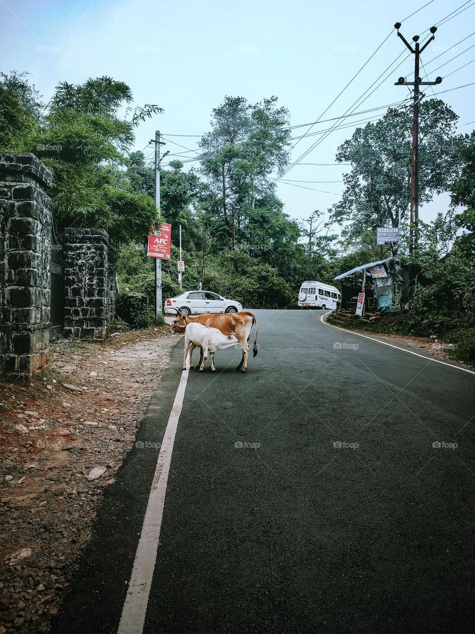 Cute Baby Calf Drinking Mothers Milk. Indian Cow...