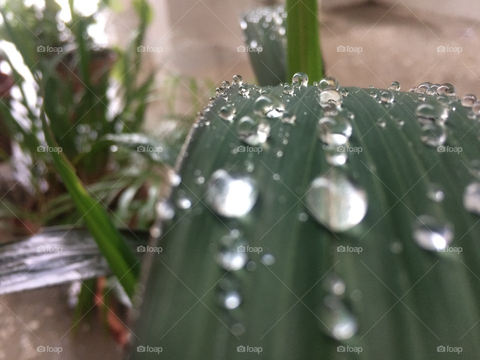 Dewdrops 