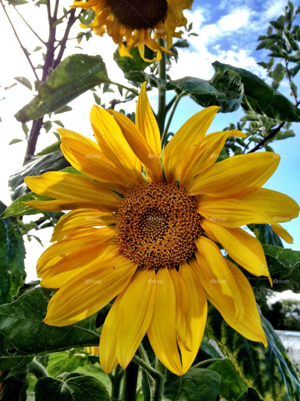 yellow flower sun sunflower by carina71