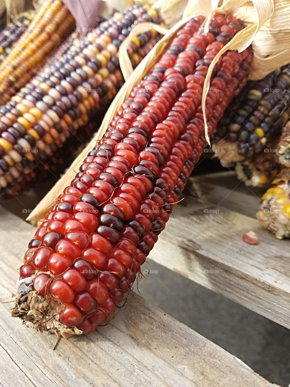fall red Indian corn