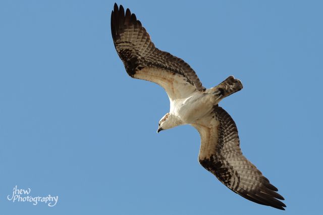 Osprey from below