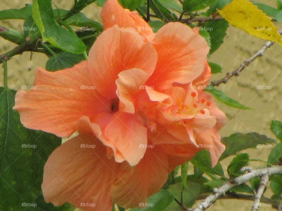 Beautiful hibiscus 