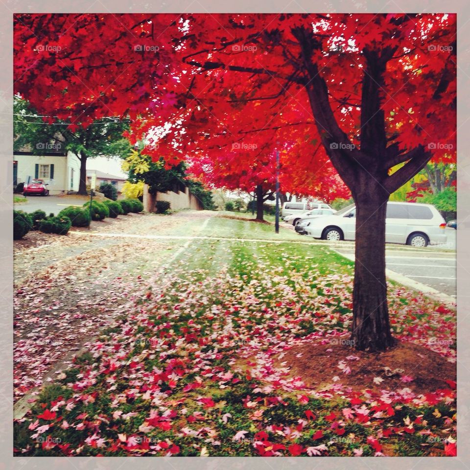 Reasons I love fall! #fall #leaves #colors