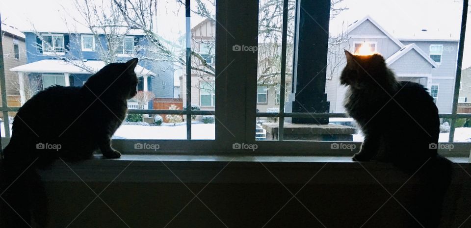Cats on a snow day