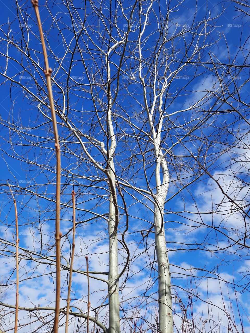 sunlit leafless aspen trees  against blue sky