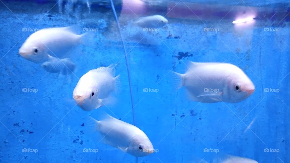 beautyfull white fishes in aquarium