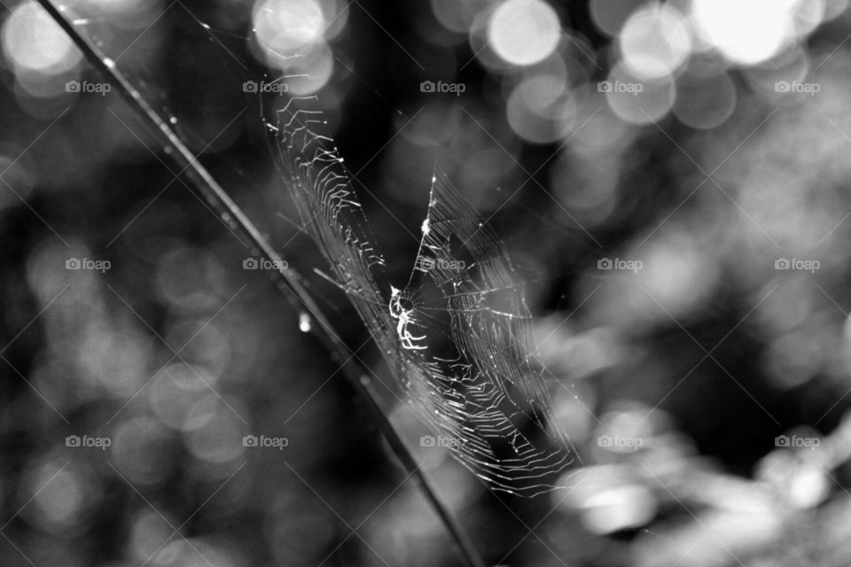 Construction . Love seeing the intricacy of a spiders web 