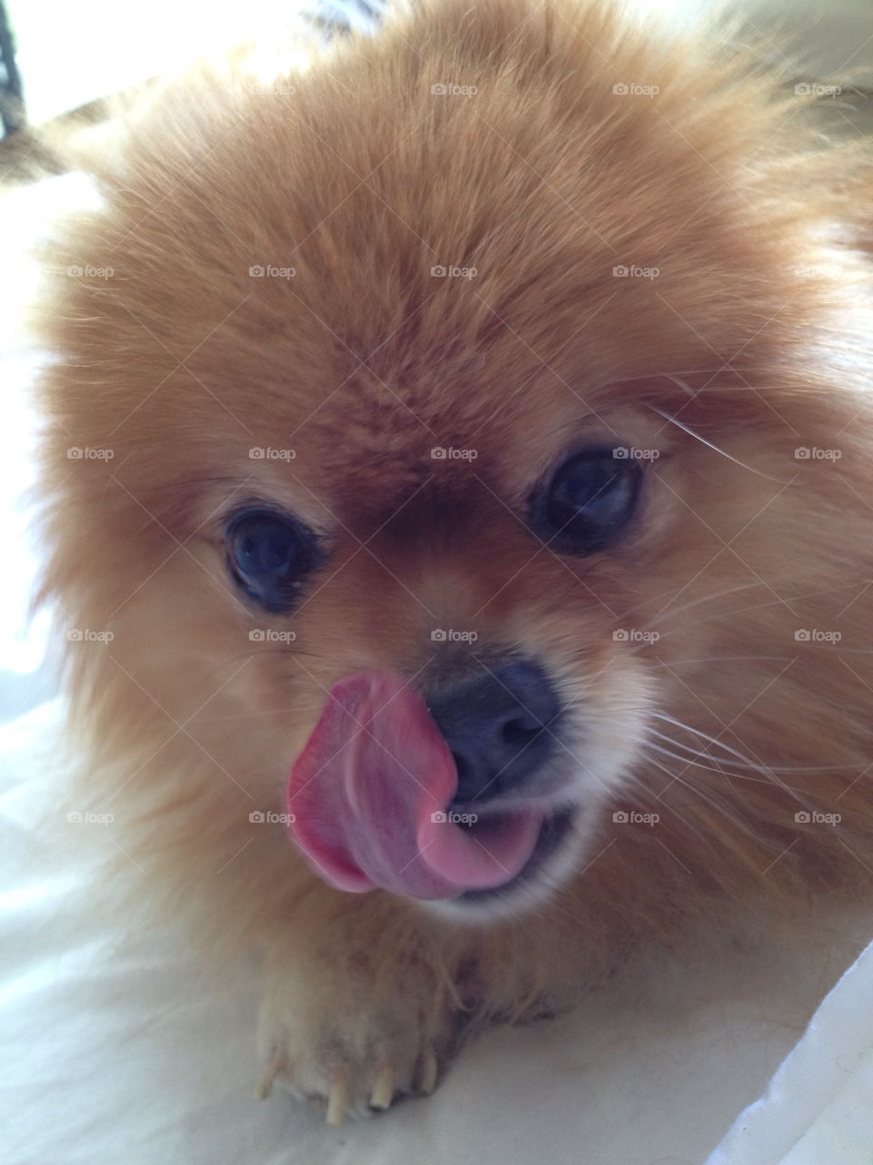 cute dog tongue. cute dog getting her photo on