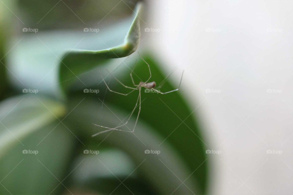 spider