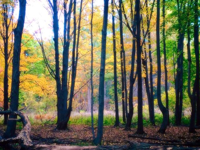 fall