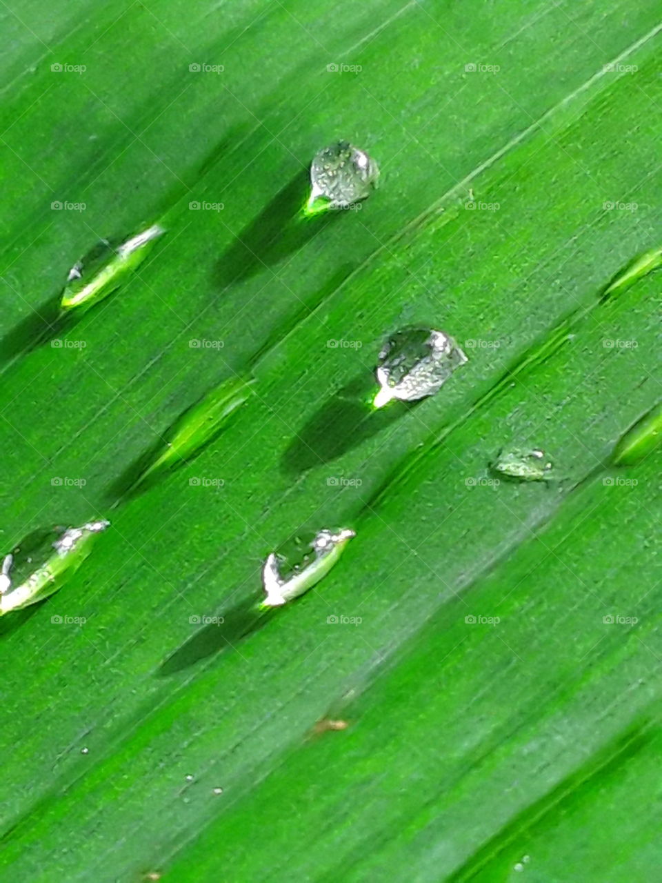 banana leaf decorated with raindrops and sunrays everything is harmonious and beautiful