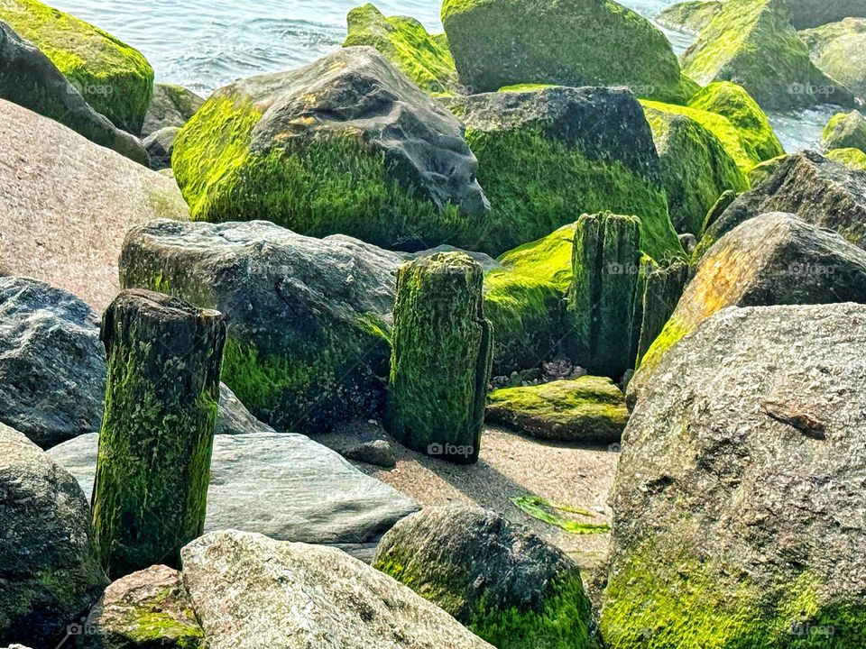 Seaweed on rocks and wood 