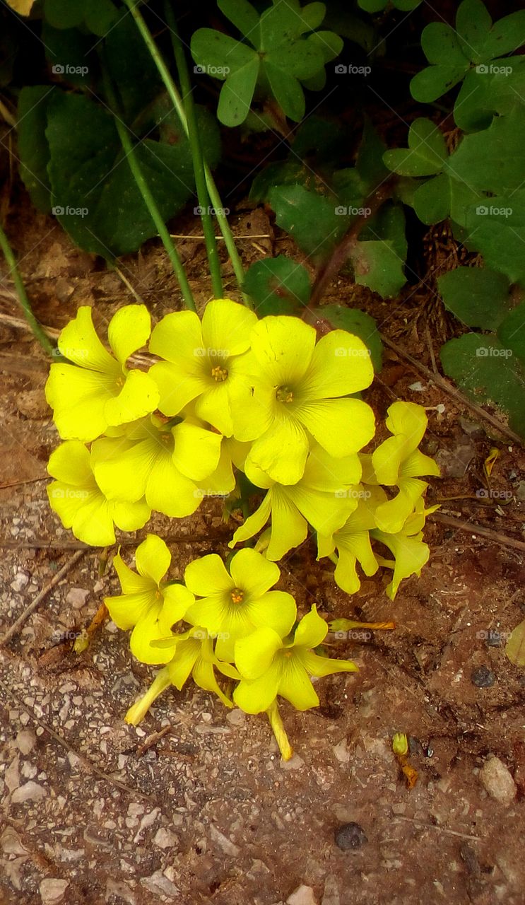 Group of beautiful blooming yellow
delicate tropical wildflowers in wild
nature in early spring season